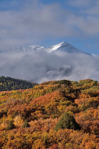 Jaynes Gallery 아티스트의 USA-Colorado-Uncompahgre National Forest Autumn forest and Sneffels Range작품입니다.